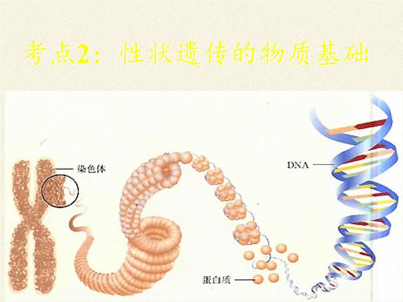 北师大版生物八年级上册 第20章 第6节 遗传病和人类健康(3)（课件）第6页