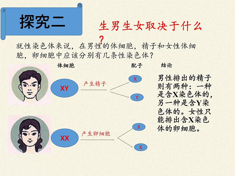 北师大版生物八年级上册 第20章 第4节 性别和性别决定(1)（课件）第6页