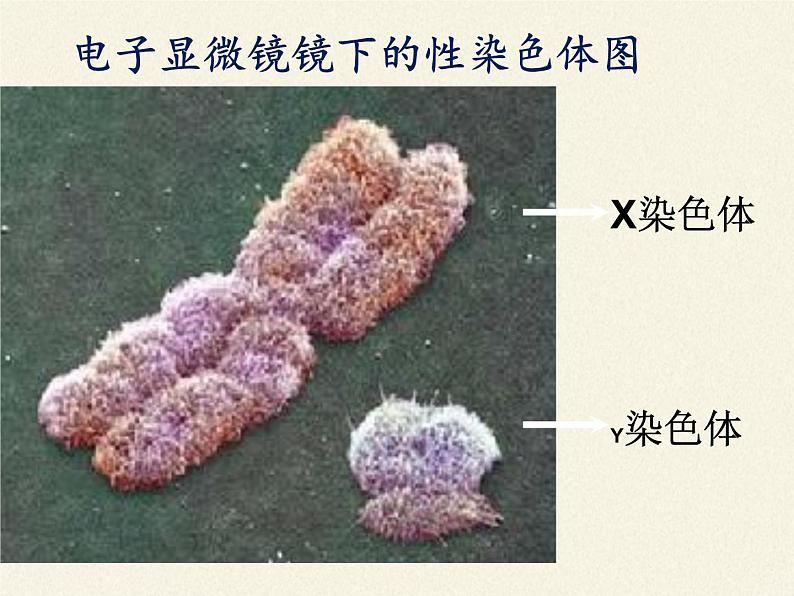 北师大版生物八年级上册 第20章 第4节 性别和性别决定(18)（课件）第6页