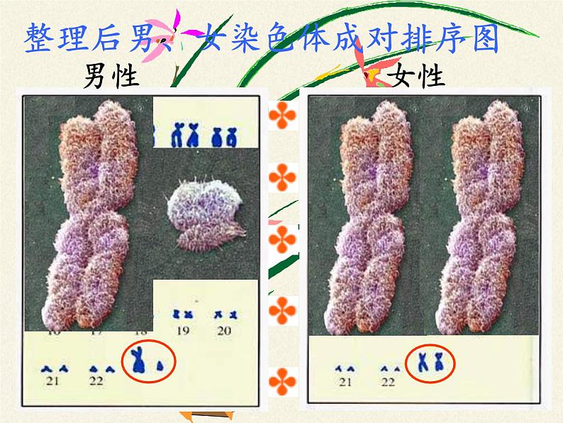 北师大版生物八年级上册 第20章 第4节 性别和性别决定(5)（课件）第5页