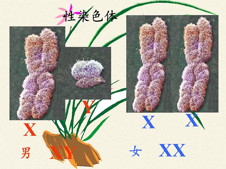 北师大版生物八年级上册 第20章 第4节 性别和性别决定(5)（课件）第6页