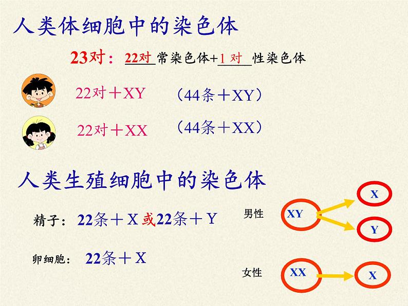 北师大版生物八年级上册 第20章 第4节 性别和性别决定(5)（课件）第8页