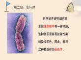 北师大版生物八年级上册 第20章 第2节  性状遗传的物质基础（课件）