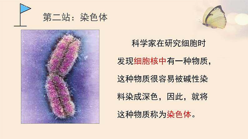 北师大版生物八年级上册 第20章 第2节  性状遗传的物质基础（课件）第4页