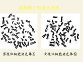 北师大版生物八年级上册 第20章 第4节 性别和性别决定(8)（课件）