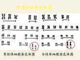 北师大版生物八年级上册 第20章 第4节 性别和性别决定(8)（课件）
