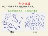 北师大版生物八年级上册 第20章 第4节 性别和性别决定(13)（课件）