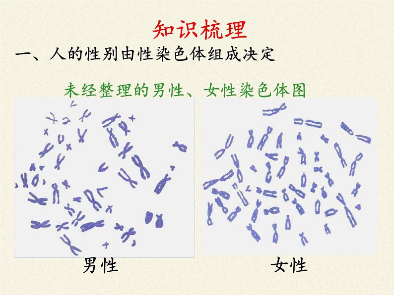 北师大版生物八年级上册 第20章 第4节 性别和性别决定(13)（课件）第5页