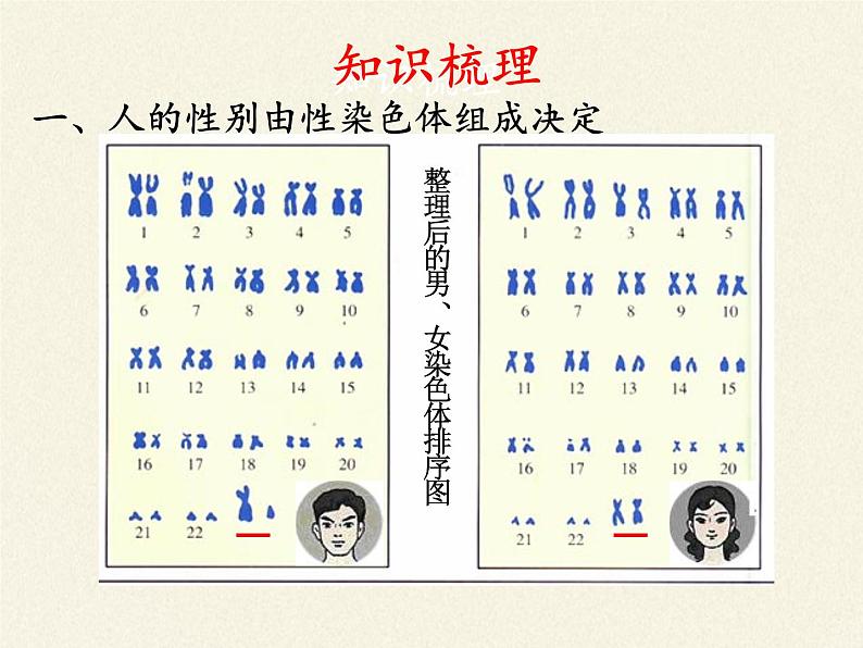 北师大版生物八年级上册 第20章 第4节 性别和性别决定(13)（课件）第6页