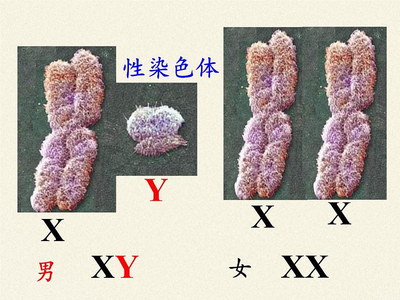 北师大版生物八年级上册 第20章 第4节 性别和性别决定(13)（课件）第7页