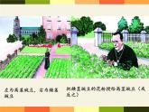 北师大版生物八年级上册 第20章 第3节 性状遗传有一定的规律性(11)（课件）
