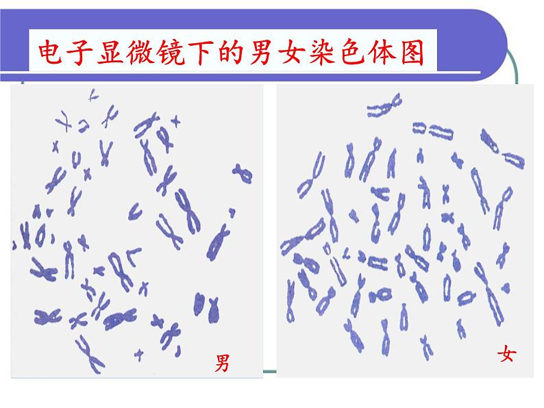 北师大版生物八年级上册 第20章 第4节 性别和性别决定(3)（课件）第4页