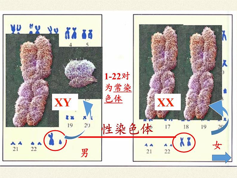 北师大版生物八年级上册 第20章 第4节 性别和性别决定(3)（课件）第8页