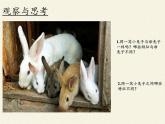 北师大版生物八年级上册 第20章 第3节 性状遗传有一定的规律性(10)（课件）