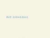 北师大版生物八年级上册 第20章 第4节 性别和性别决定(7)（课件）
