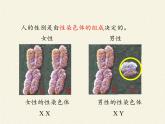 北师大版生物八年级上册 第20章 第4节 性别和性别决定(7)（课件）