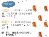 北师大版生物八年级上册 第20章 第3节 性状遗传有一定的规律性_（课件）