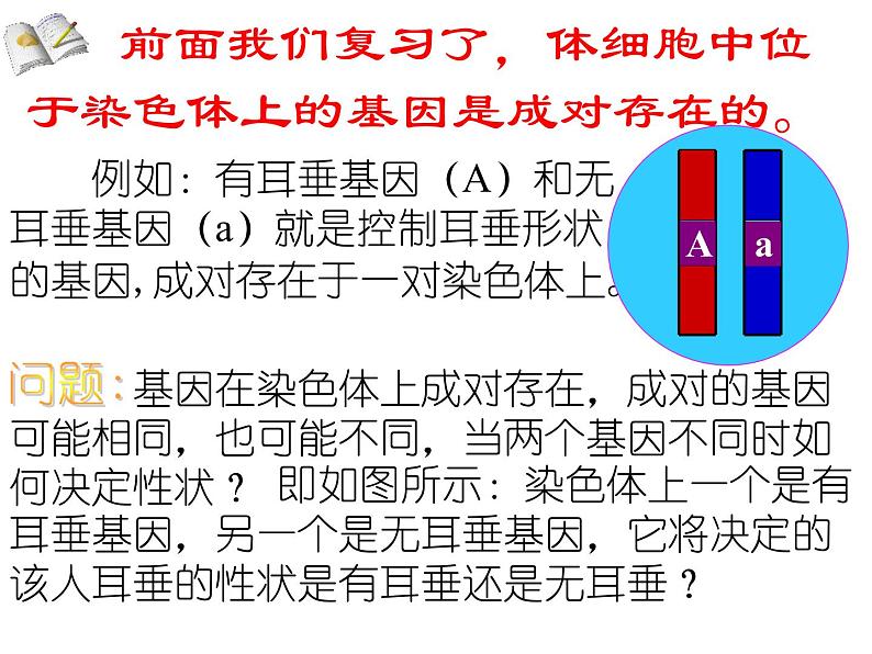 北师大版生物八年级上册 第20章 第3节 性状遗传有一定的规律性_（课件）06