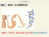北师大版生物八年级上册 第20章 第4节 性别和性别决定(9)（课件）