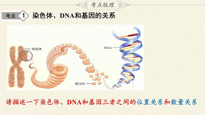 北师大版生物八年级上册 第20章 第4节 性别和性别决定(9)（课件）第5页