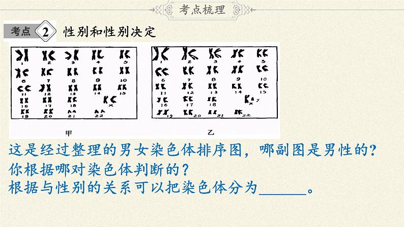 北师大版生物八年级上册 第20章 第4节 性别和性别决定(9)（课件）第7页