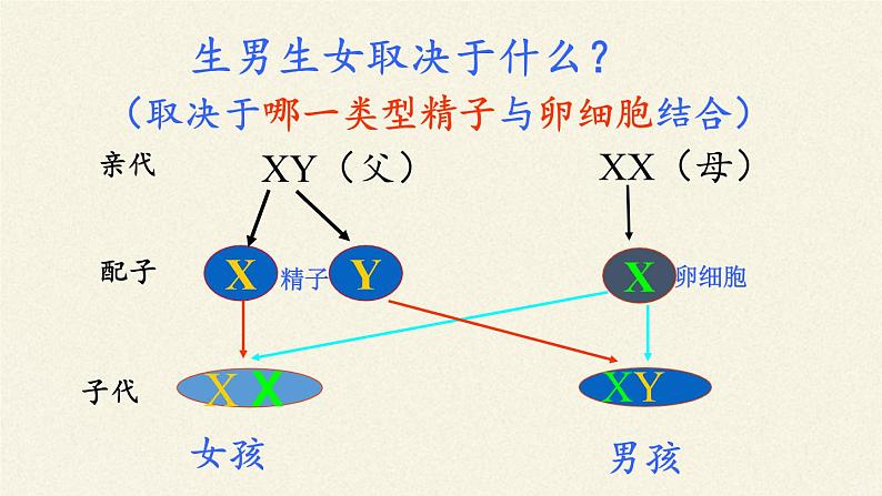 北师大版生物八年级上册 第20章 第4节 性别和性别决定(9)（课件）第8页