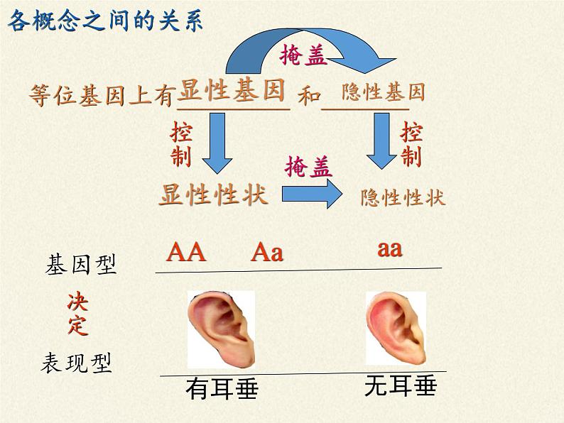 北师大版生物八年级上册 第20章 第3节 性状遗传有一定的规律性(5)（课件）第6页