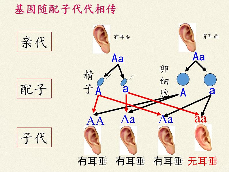 北师大版生物八年级上册 第20章 第3节 性状遗传有一定的规律性(5)（课件）第7页