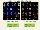 北师大版生物八年级上册 第20章 第4节 性别和性别决定(12)（课件）