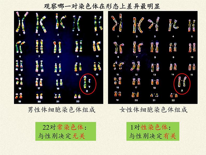 北师大版生物八年级上册 第20章 第4节 性别和性别决定(12)（课件）第3页