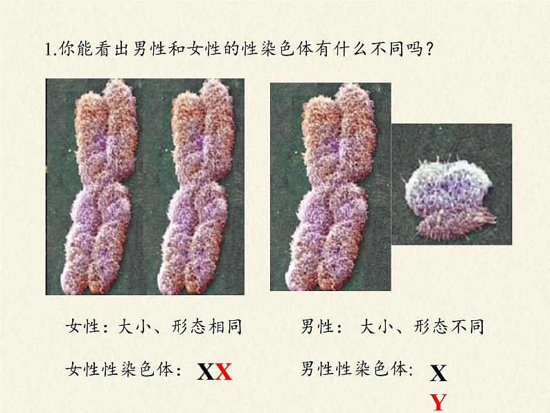 北师大版生物八年级上册 第20章 第4节 性别和性别决定(12)（课件）第4页