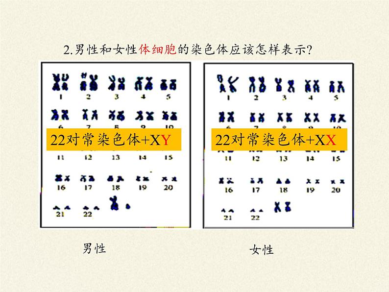 北师大版生物八年级上册 第20章 第4节 性别和性别决定(12)（课件）第5页