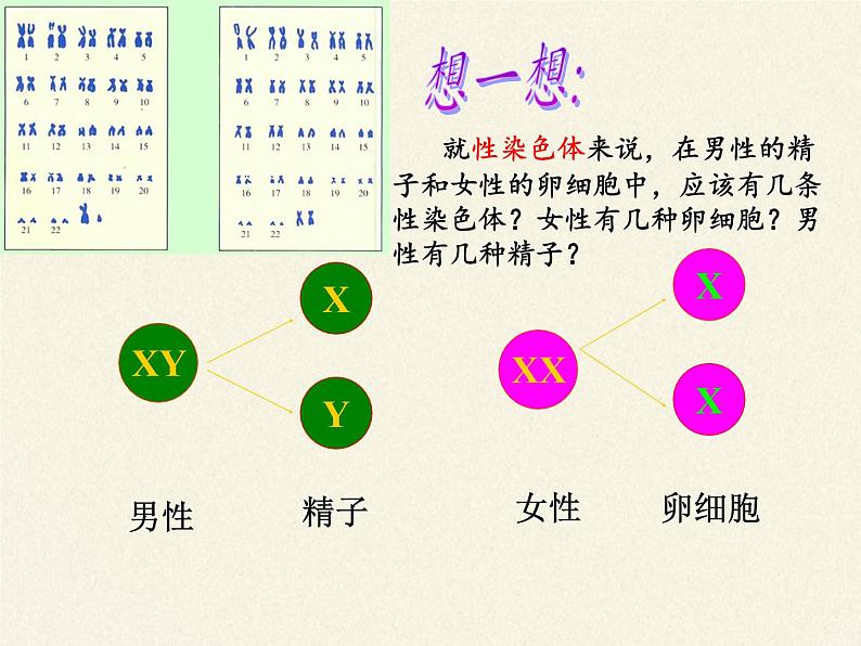 北师大版生物八年级上册 第20章 第4节 性别和性别决定(12)（课件）第8页