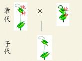北师大版生物八年级上册 第20章 第3节 性状遗传有一定的规律性(3)（课件）