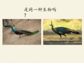 北师大版生物八年级上册 第20章 第4节 性别和性别决定(14)（课件）