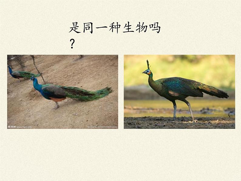 北师大版生物八年级上册 第20章 第4节 性别和性别决定(14)（课件）02