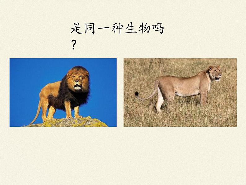 北师大版生物八年级上册 第20章 第4节 性别和性别决定(14)（课件）03