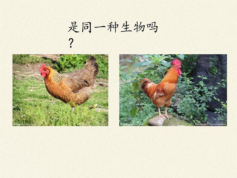 北师大版生物八年级上册 第20章 第4节 性别和性别决定(14)（课件）04