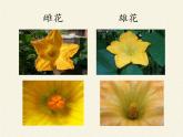 北师大版生物八年级上册 第20章 第4节 性别和性别决定(14)（课件）