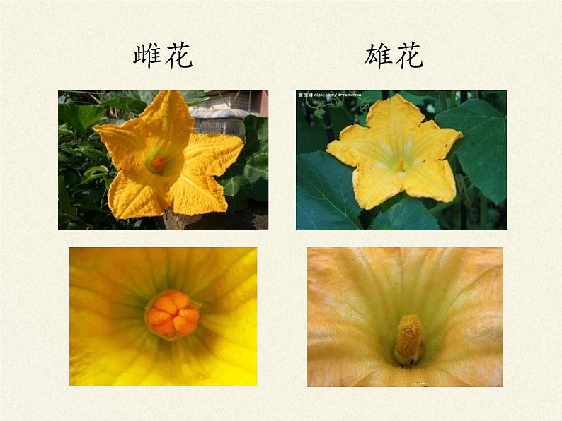 北师大版生物八年级上册 第20章 第4节 性别和性别决定(14)（课件）05