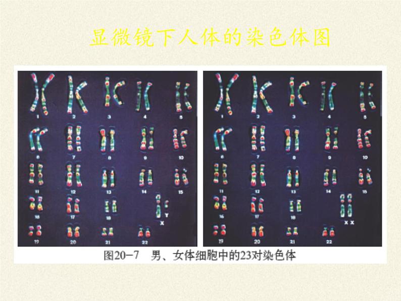 北师大版生物八年级上册 第20章 第4节 性别和性别决定(14)（课件）08