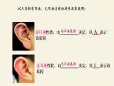 北师大版生物八年级上册 第20章 第3节 性状遗传有一定的规律性(4)（课件）