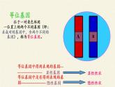 北师大版生物八年级上册 第20章 第3节 性状遗传有一定的规律性(4)（课件）