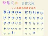 北师大版生物八年级上册 第20章 第4节 性别和性别决定(16)（课件）