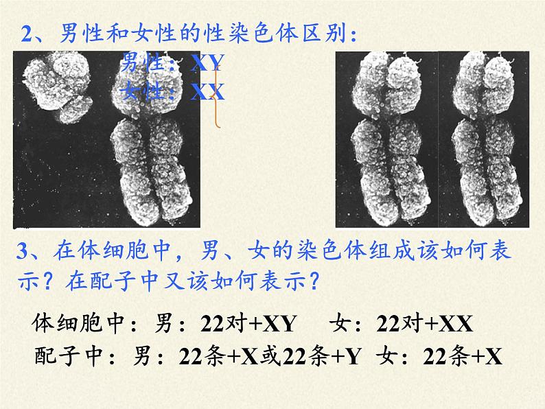 北师大版生物八年级上册 第20章 第4节 性别和性别决定(16)（课件）07