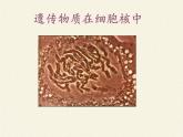 北师大版生物八年级上册 第20章 第2节 性状遗传的物质基础(5)（课件）
