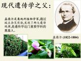 北师大版生物八年级上册 第20章 第3节 性状遗传有一定的规律性（课件）