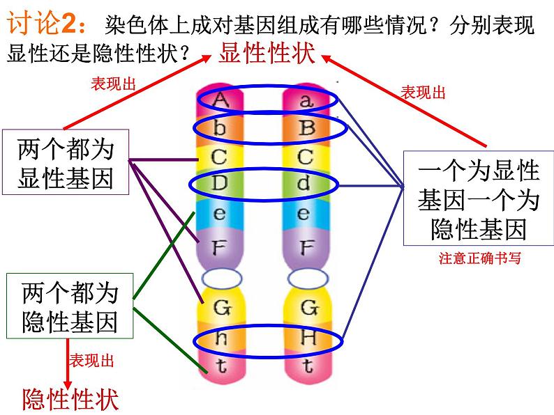 北师大版生物八年级上册 第20章 第3节 性状遗传有一定的规律性（课件）06