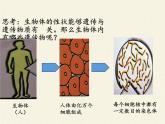 北师大版生物八年级上册 第20章 第2节 性状遗传的物质基础(2)（课件）