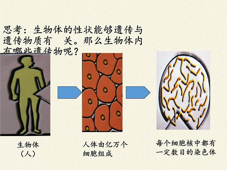 北师大版生物八年级上册 第20章 第2节 性状遗传的物质基础(2)（课件）第4页